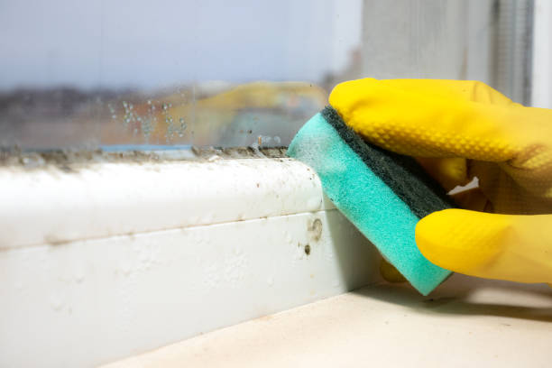 Mold Removal Process in Helena Valley Northwest, MT